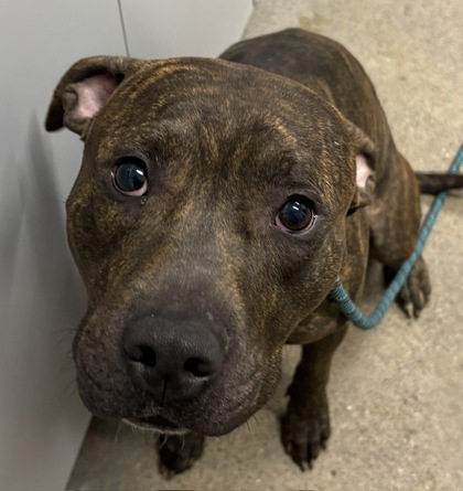 Shelter Stray Male Dog last seen Near Judson, 4th District, OH, Cleveland, OH 44102