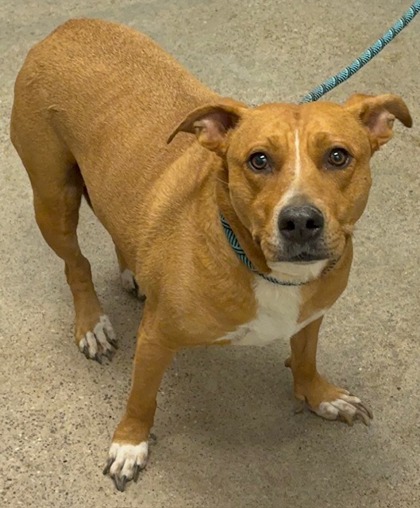 Shelter Stray Female Dog last seen , OH , Cleveland, OH 44102