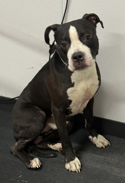 Shelter Stray Male Dog last seen , OH , Cleveland, OH 44102