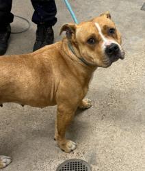 Shelter Stray Female Dog last seen , OH , Cleveland, OH 44102