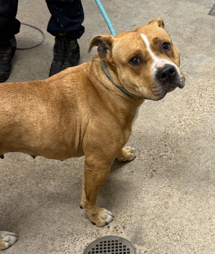 Shelter Stray Female Dog last seen , OH , Cleveland, OH 44102