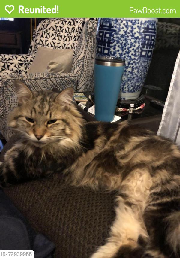 Reunited Female Cat last seen Rosemore & Goldfield, Modesto, CA 95358