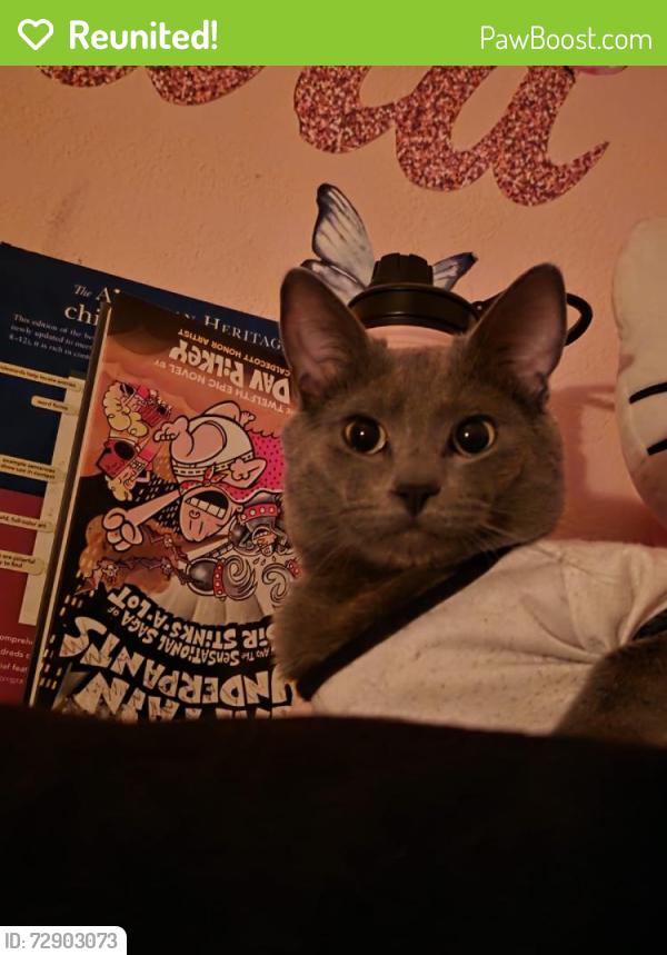 Reunited Male Cat last seen Near Global court , Richmond, VA 23234