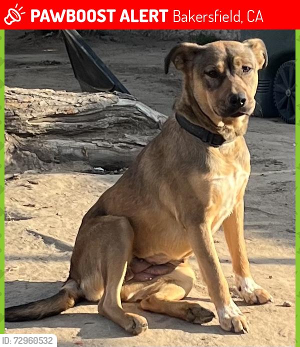 Lost Female Dog last seen Haley st, Mt. Vernon, Heritage Park, Bakersfield, CA 93306