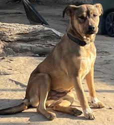 Lost Female Dog last seen Haley st, Mt. Vernon, Heritage Park, Bakersfield, CA 93306