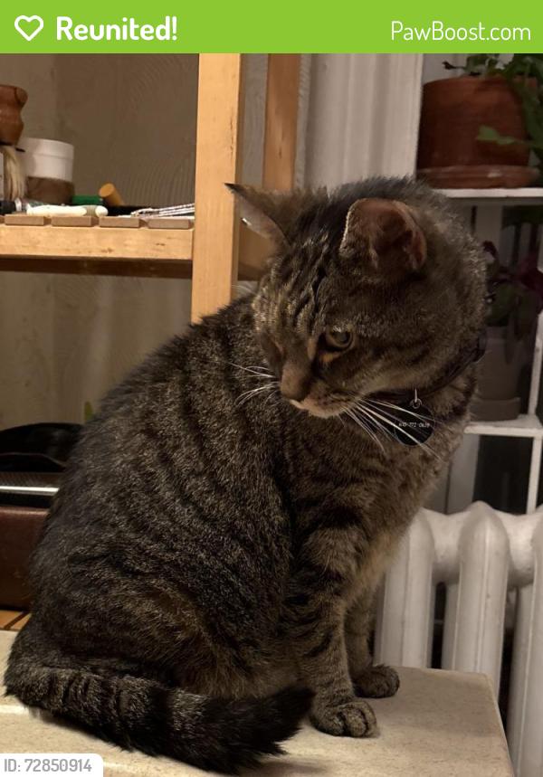Reunited Female Cat last seen W Chelten Ave & Wissahickon Ave, Philadelphia, PA 19144