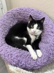 Lost Female Cat last seen Near I-10E, Saint Hedwig, TX 78152