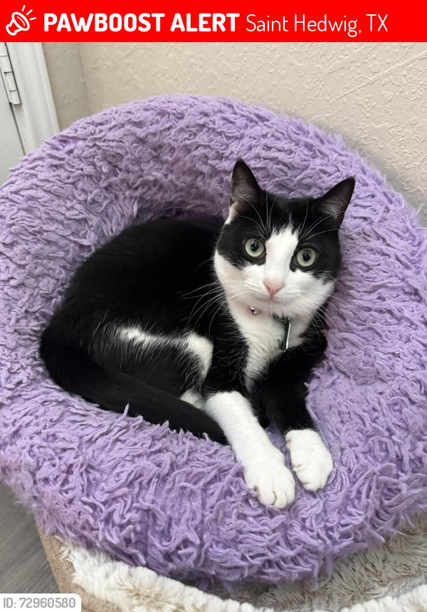 Lost Female Cat last seen Near I-10E, Saint Hedwig, TX 78152
