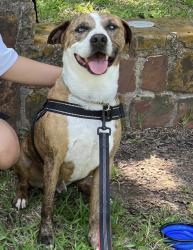 Lost Male Dog last seen Beltline and Pioneer Irving TX, Irving, TX 75061