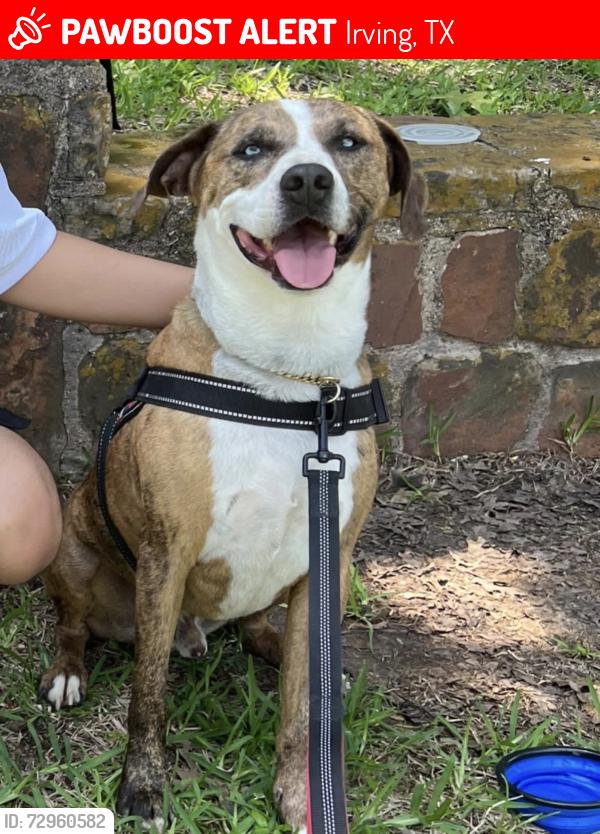 Lost Male Dog last seen Beltline and Pioneer Irving TX, Irving, TX 75061