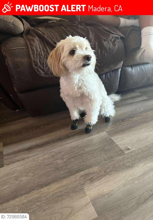 Lost Male Dog last seen Riverview dr/central ave madera ca , Madera, CA 93637
