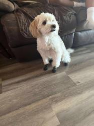 Lost Male Dog last seen Riverview dr/central ave madera ca , Madera, CA 93637