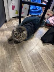 Lost Female Cat last seen Out the clarkson apmts , Las Vegas, NV 89149