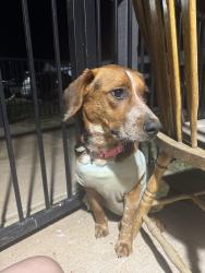 Found/Stray Female Dog last seen 122nd and North Penn, Oklahoma City, OK 73120