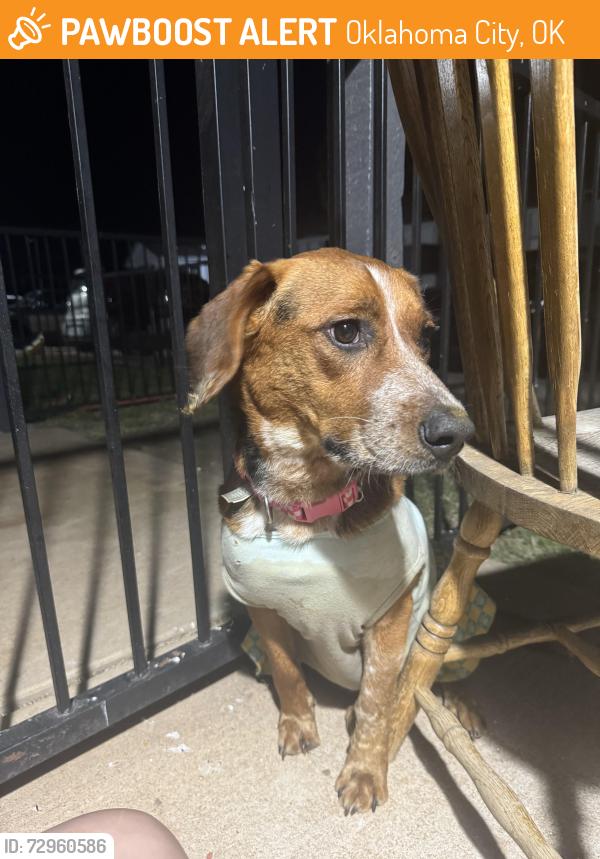 Found/Stray Female Dog last seen 122nd and North Penn, Oklahoma City, OK 73120