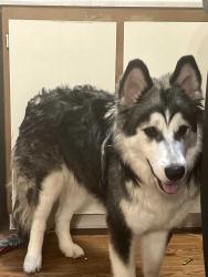 Reunited Female Dog last seen Near n macon st , Aurora, CO 80010