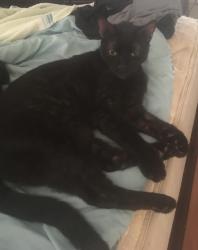 Lost Male Cat last seen 40th and Vintage, Kenner, LA 70065