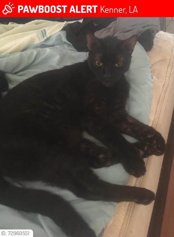 Lost Male Cat last seen 40th and Vintage, Kenner, LA 70065