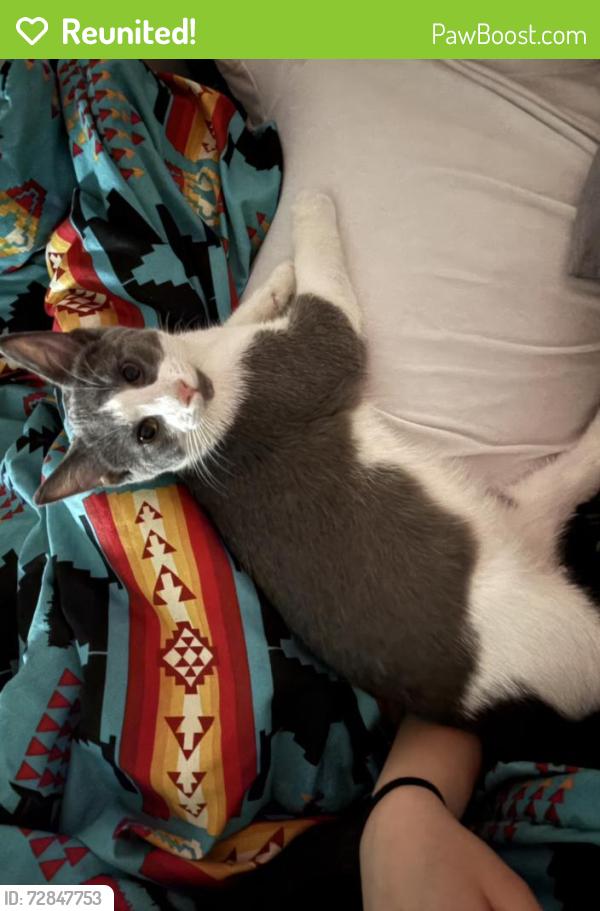 Reunited Male Cat last seen Selkirk/Keewatin St. , Winnipeg, MB R2X 0E4