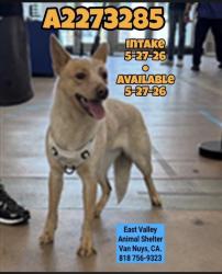 Lost Female Dog last seen Hazeltine, Los Angeles, CA 91405