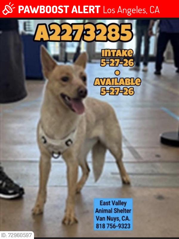 Lost Female Dog last seen Hazeltine, Los Angeles, CA 91405