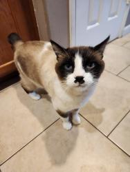 Lost Male Cat last seen Sunnyside Beazer , Fresno, CA 93725