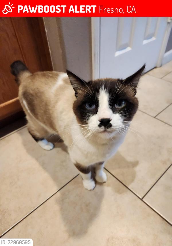 Lost Male Cat last seen Sunnyside Beazer , Fresno, CA 93725