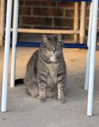 Lost Male Cat last seen Wolfcreek farms, Melissa, TX 75454