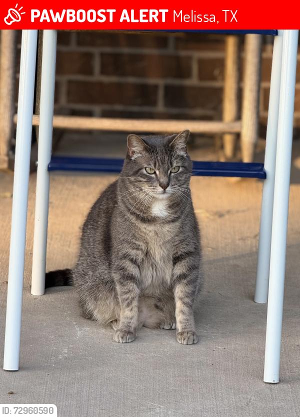Lost Male Cat last seen Wolfcreek farms, Melissa, TX 75454