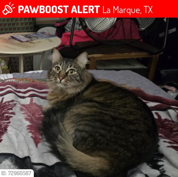 Lost Male Cat last seen Scott Street , La Marque, TX 77568