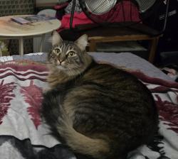 Lost Male Cat last seen Scott Street , La Marque, TX 77568