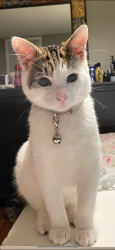 Lost Male Cat last seen Butternut St and 116th Ave , Minneapolis, MN 55448