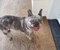 Found/Stray Unknown Dog last seen Mar Vista St - running loose , Whittier, CA 90602