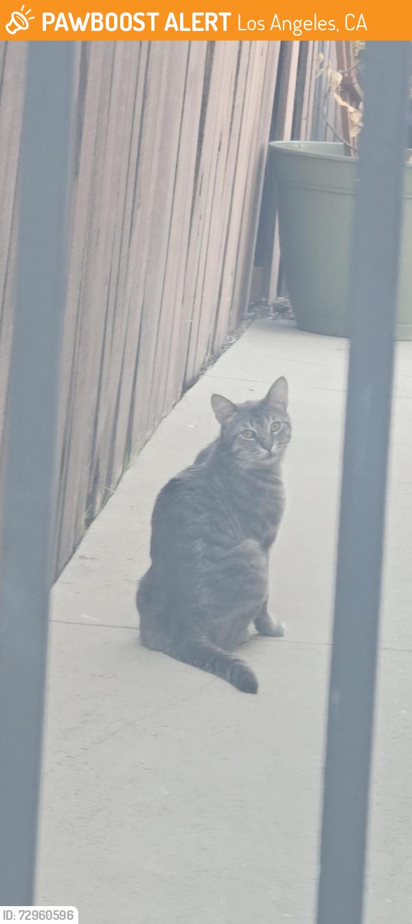 Found/Stray Unknown Cat last seen Plummer/ Farralone/ Ballinger , Los Angeles, CA 91311