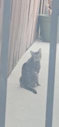 Found/Stray Unknown Cat last seen Plummer/ Farralone/ Ballinger , Los Angeles, CA 91311