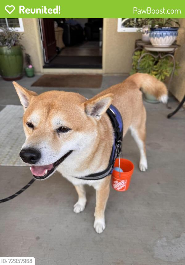 Reunited Male Dog last seen Wolf Canyon Park, Chula Vista, CA 91913