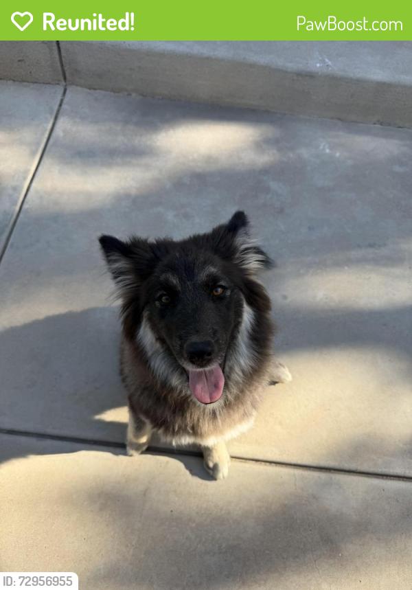 Reunited Male Dog last seen Near Himmel Park, Tucson, AZ 85719