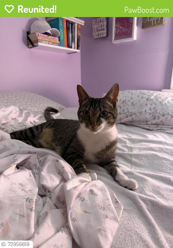 Reunited Female Cat last seen Black swift/woodland East norriton , East Norriton Township, PA 19403
