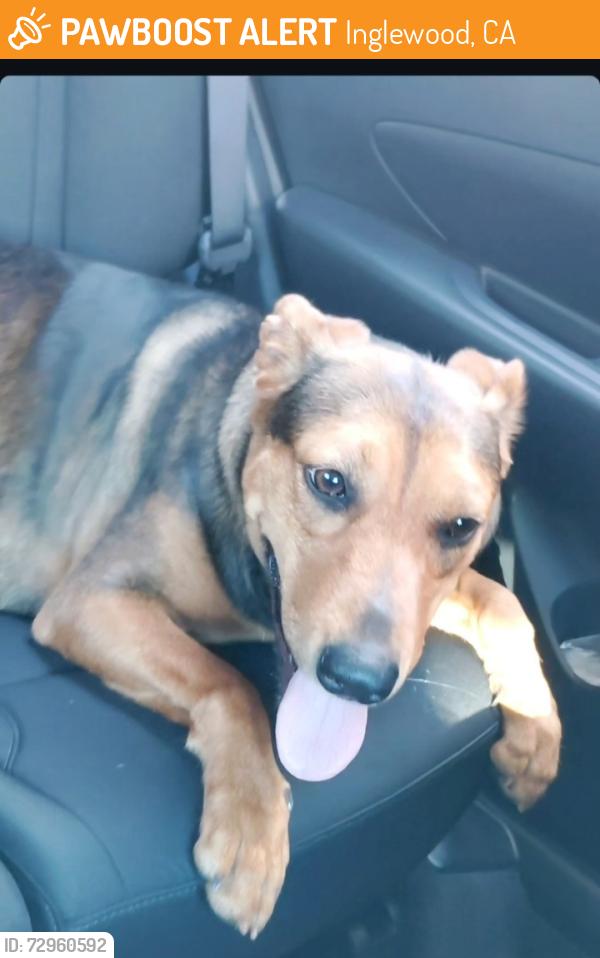 Found/Stray Female Dog last seen Sofi stadium, Inglewood, CA 90301