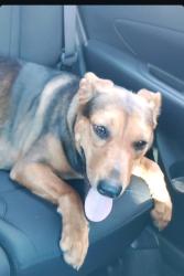 Found/Stray Female Dog last seen Sofi stadium , Inglewood, CA 90301