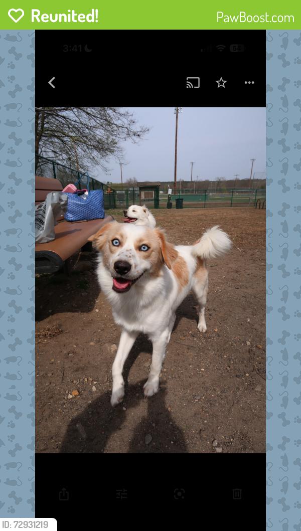 Reunited Male Dog last seen Near Riverbank Road Stamford CT, Stamford, CT 06903
