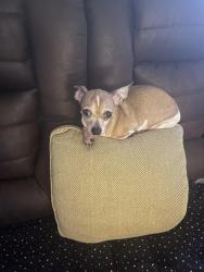 Lost Female Dog last seen Near Wilcrest dr. Houston Texas 77042, Houston, TX 77042