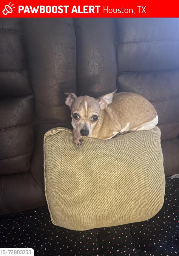 Lost Female Dog last seen Near Wilcrest dr. Houston Texas 77042, Houston, TX 77042