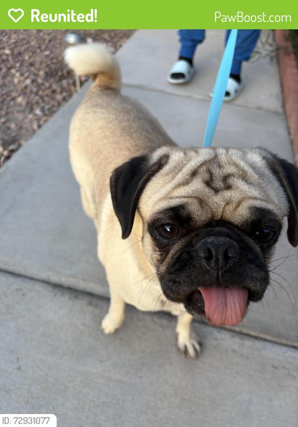 Reunited Female Dog last seen Captain Jon Ave and Shannon Christine , Las Vegas, NV 89104