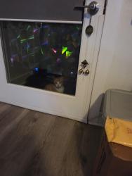 Reunited Male Cat last seen 6th street staira, Los Angeles, CA 90023