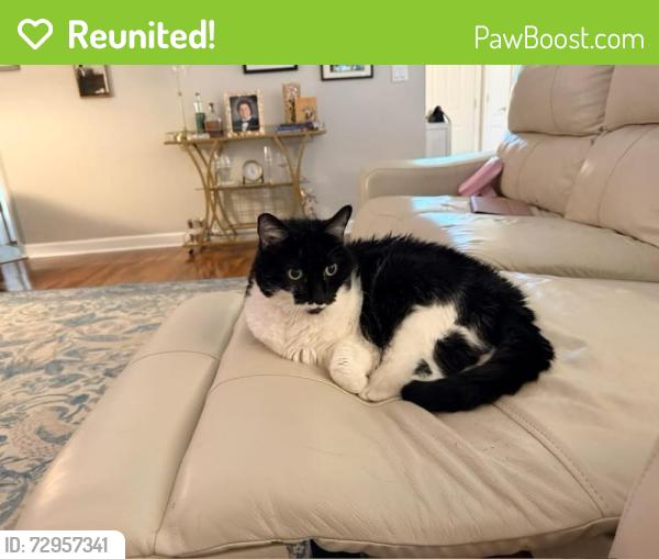 Reunited Female Cat last seen Bluewater Bay, Niceville, FL 32578