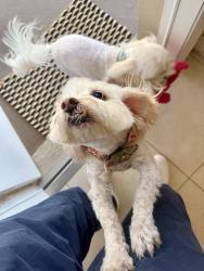 Lost Female Dog last seen Dixie hwy, Jensen Beach, FL 34957