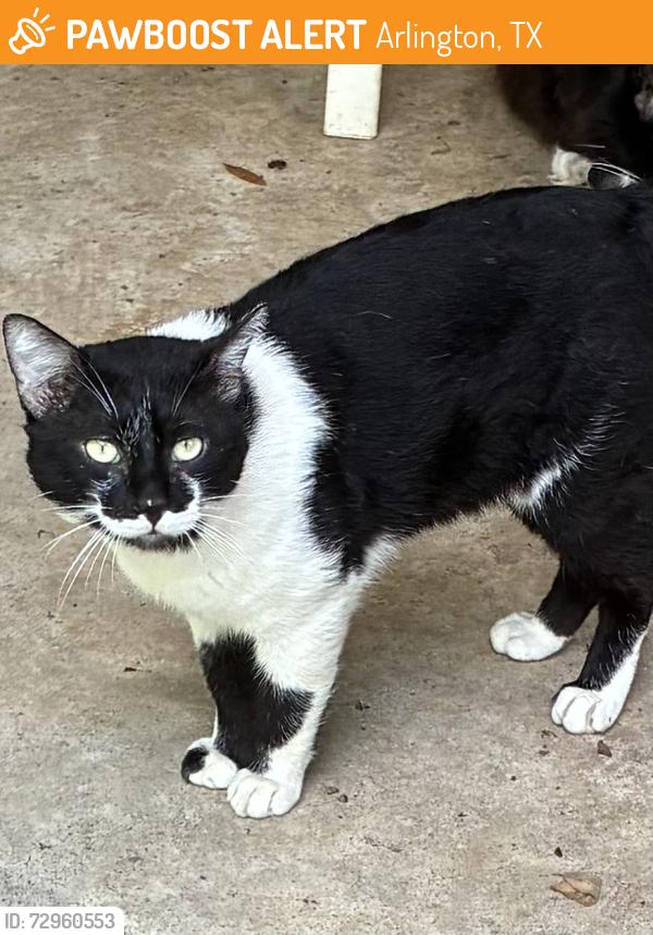 Found/Stray Male Cat last seen Fielder Rd and Arkansas Ln, Arlington, TX 76015