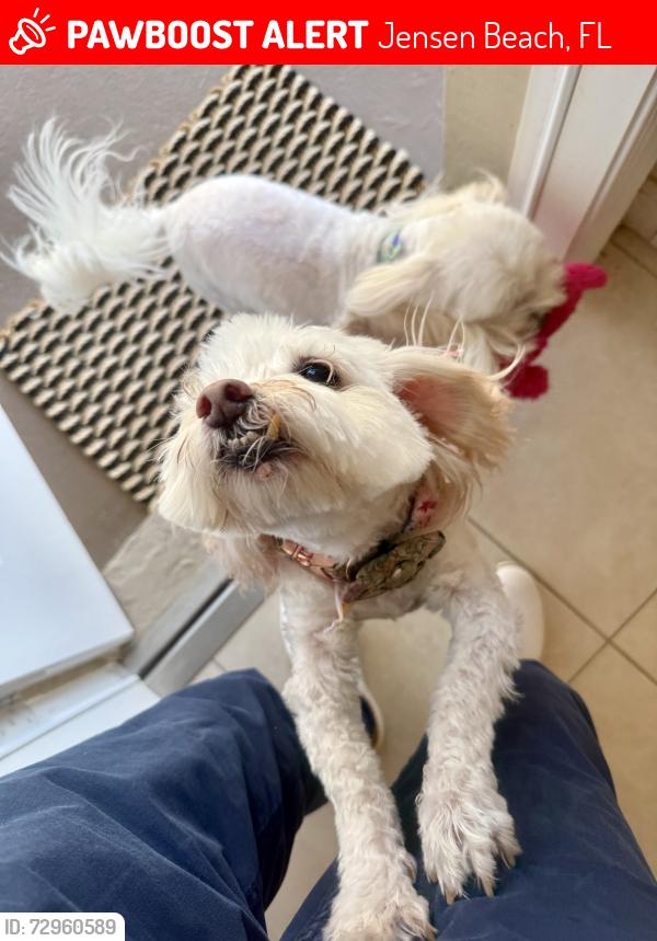 Lost Female Dog last seen Dixie hwy, Jensen Beach, FL 34957
