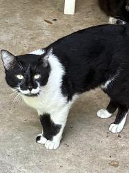 Found/Stray Male Cat last seen Fielder Rd and Arkansas Ln, Arlington, TX 76015